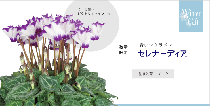 追加入荷 サントリーフラワーズ ブルーシクラメン ハマフローリスト